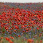 Mohn und Kornblumen soweit das Auge reicht