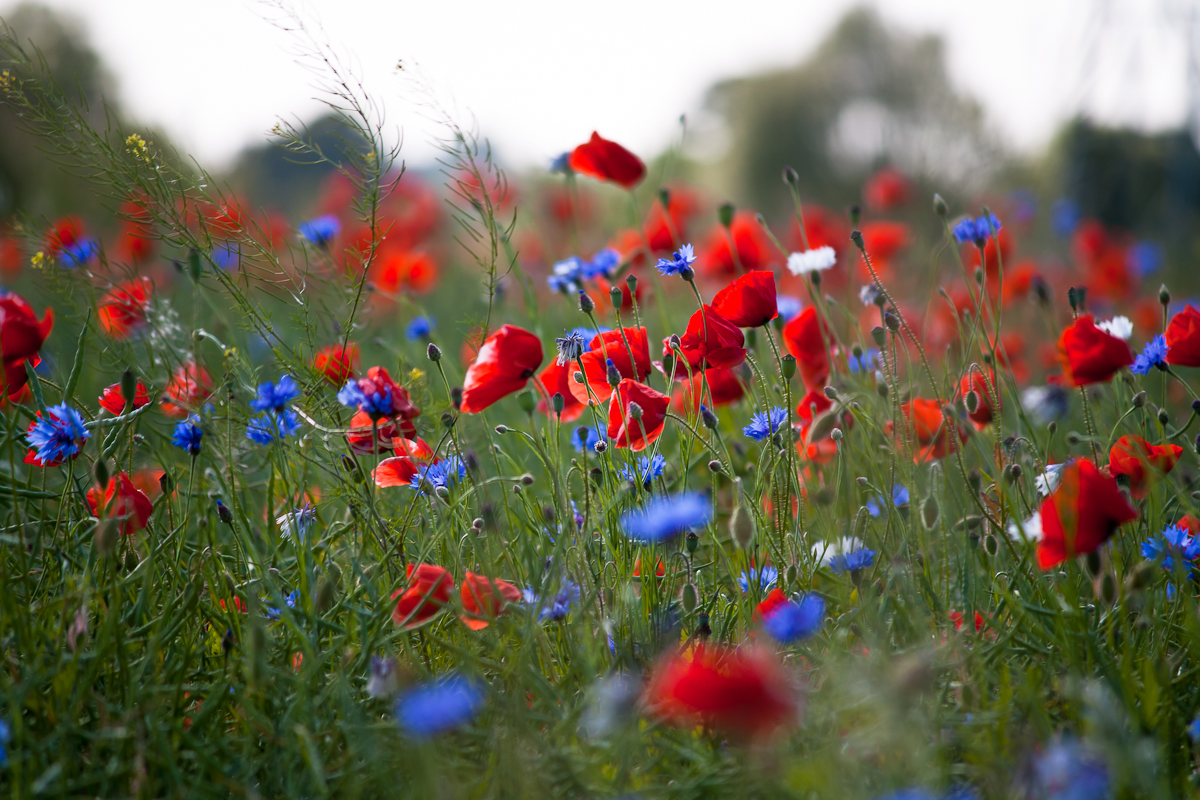 Mohn- und Kornblumenblüte