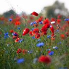 Mohn- und Kornblumenblüte