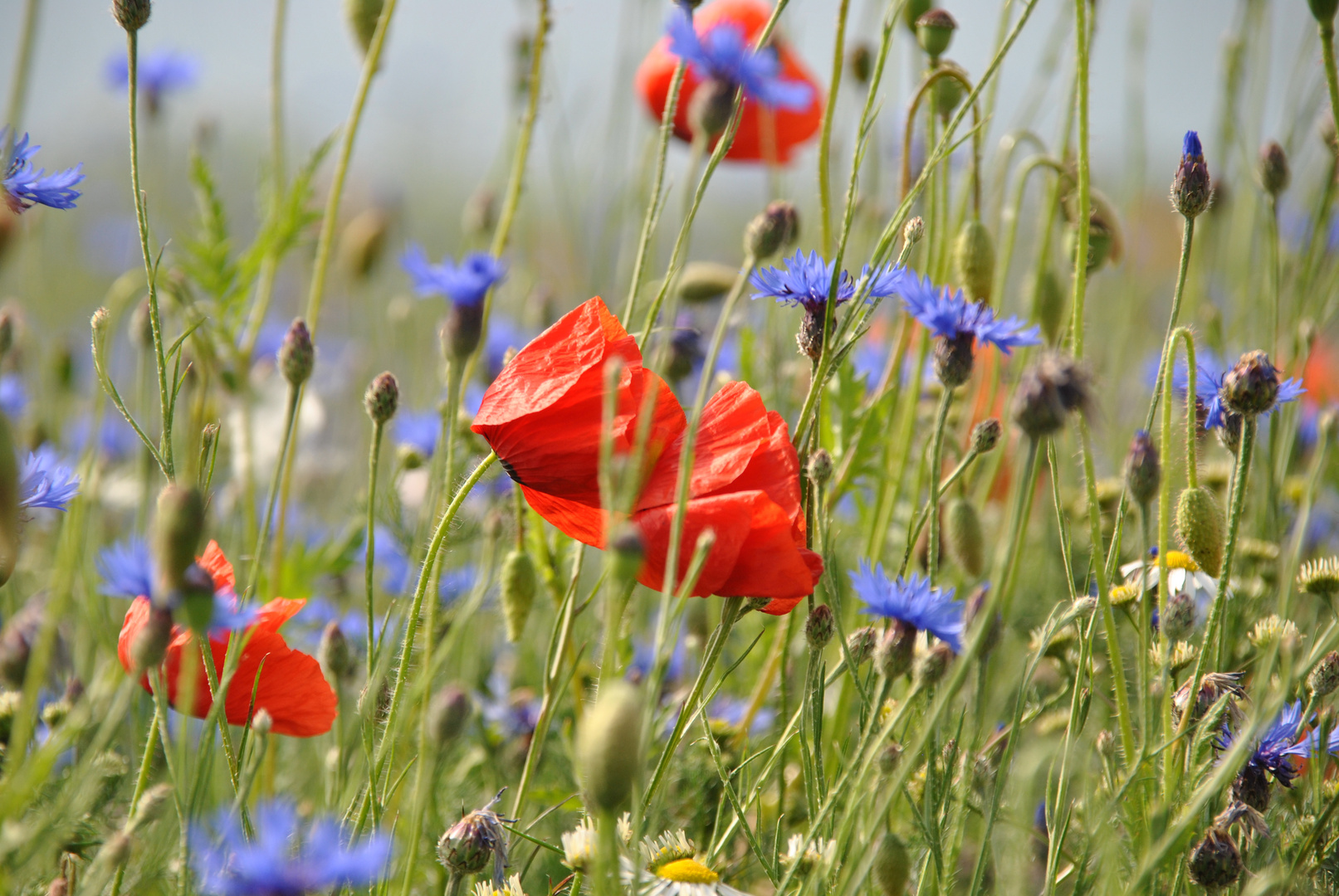 Mohn- und Kornblumenfeld