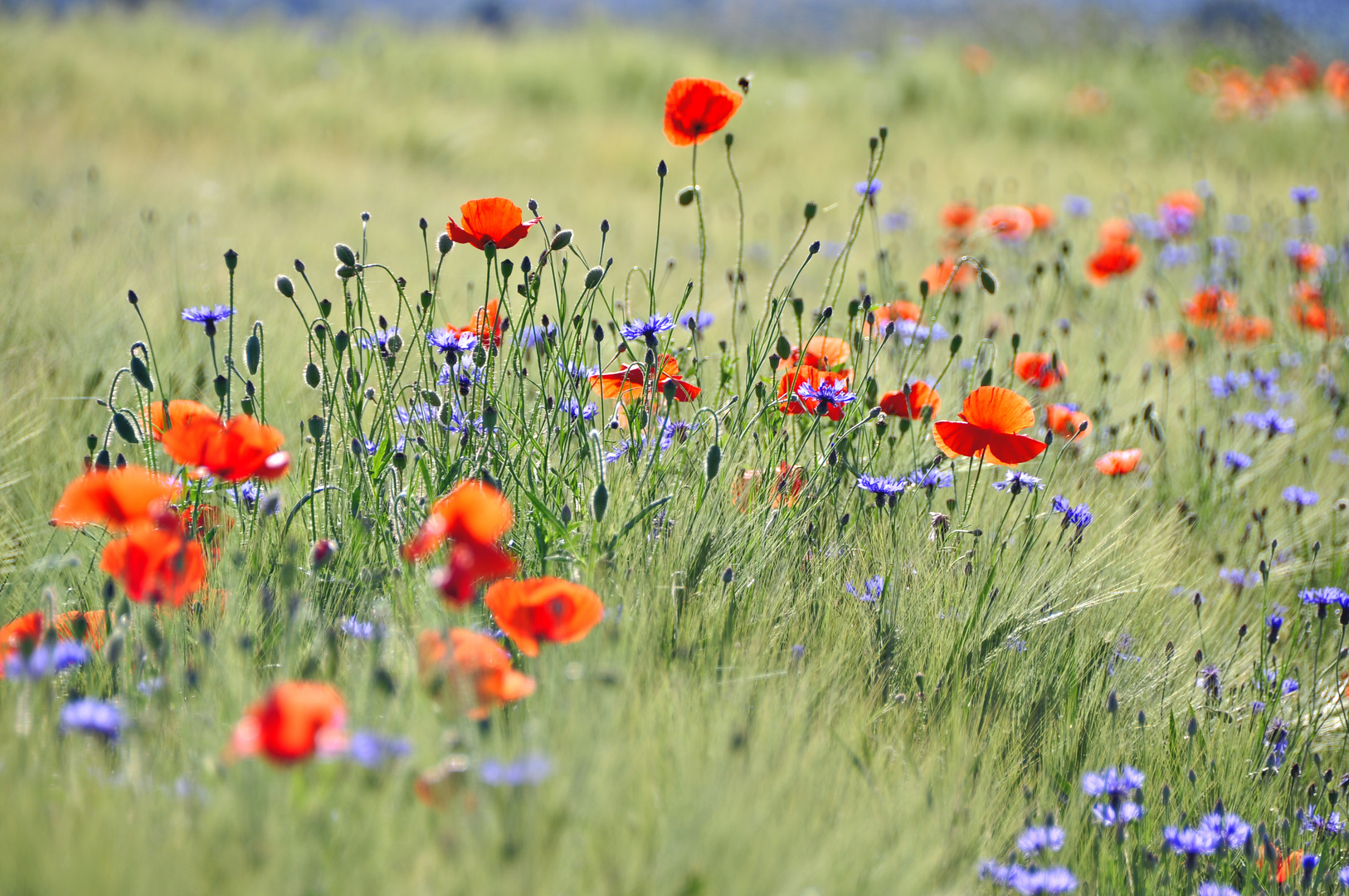 Mohn und Kornblumenfeld