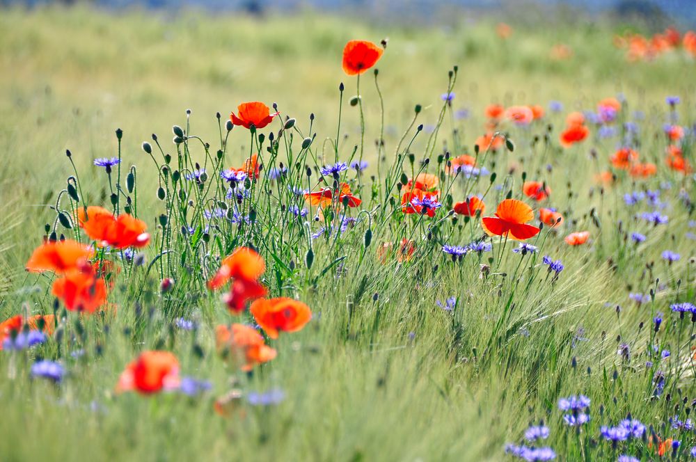 Mohn und Kornblumenfeld von vera-br 