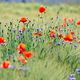 Mohn und Kornblumenfeld