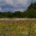 Mohn und Kornblumenwiese