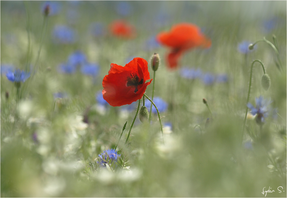 ...Mohn- und Kornblumenzeit...