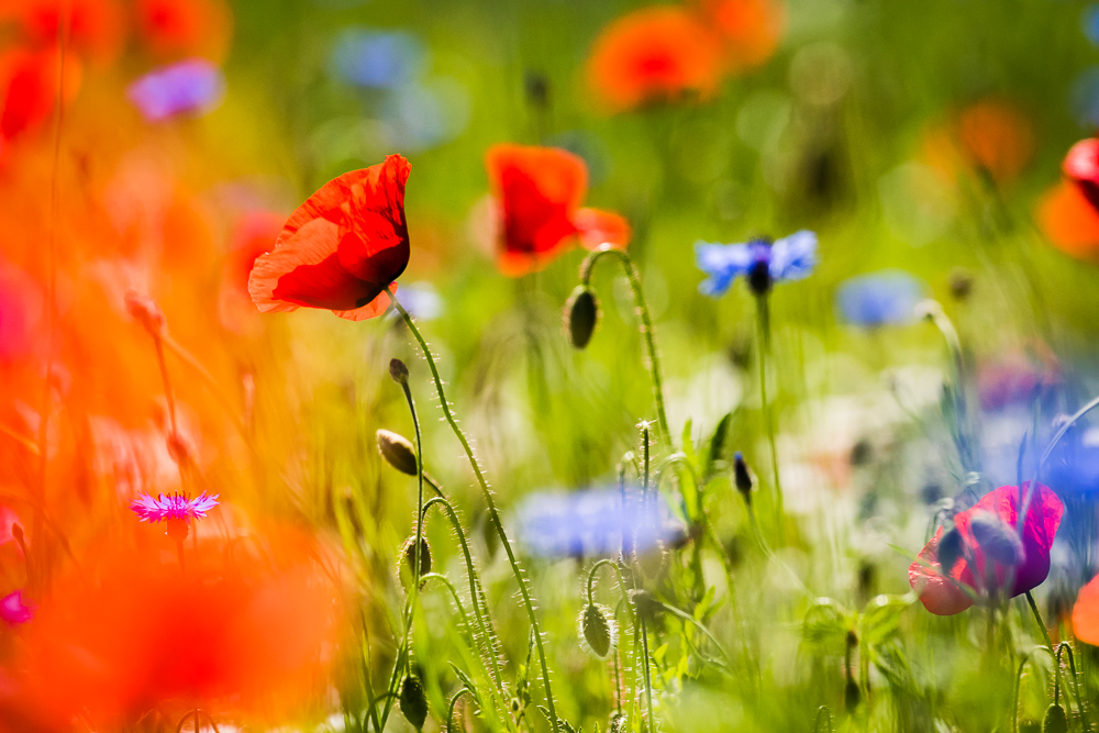 Mohn und Kornrade