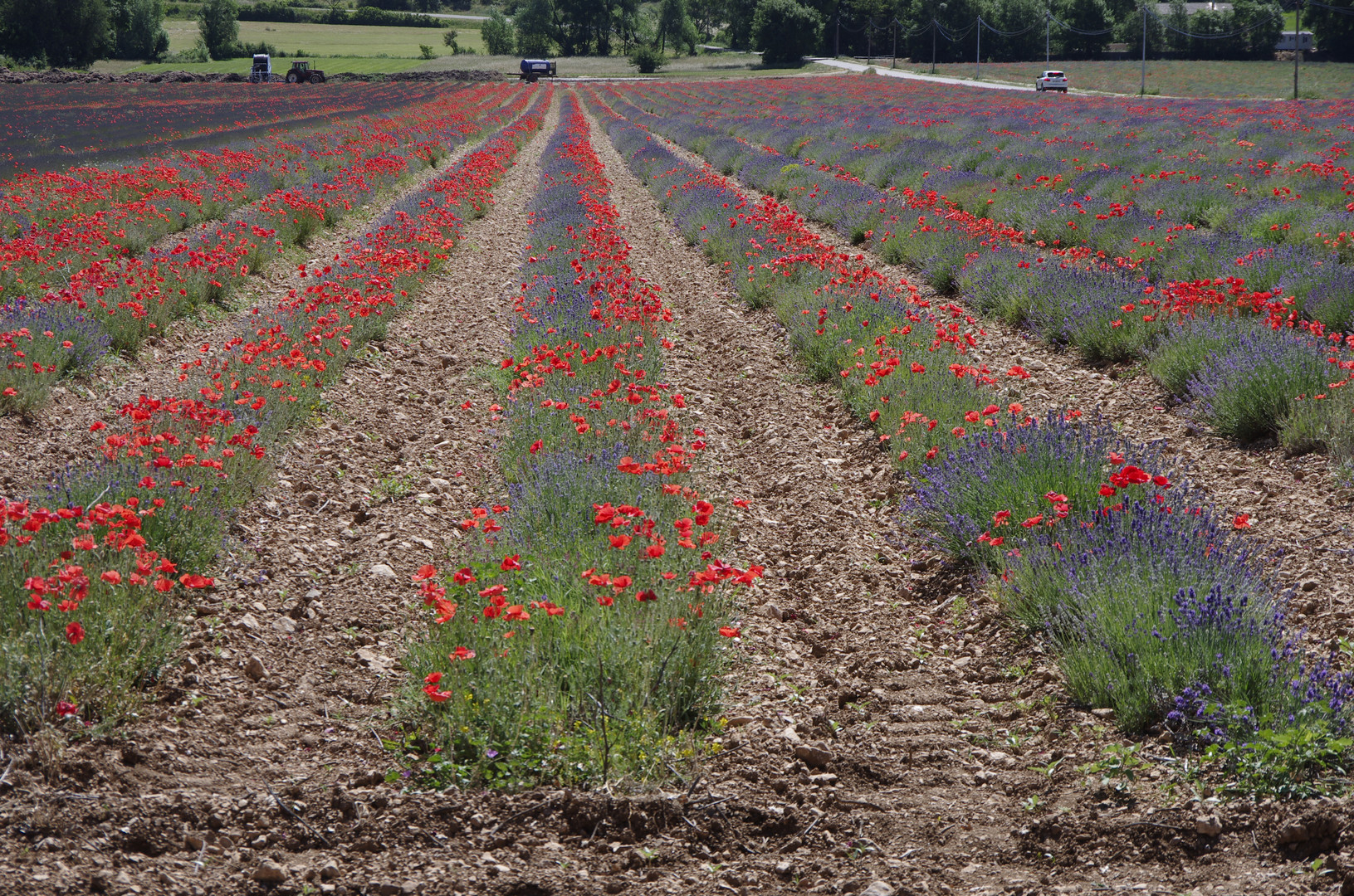 Mohn und Lavendel Fusion