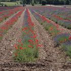 Mohn und Lavendel Fusion