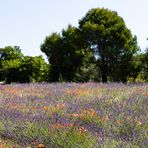 Mohn- und Lavendelfeld