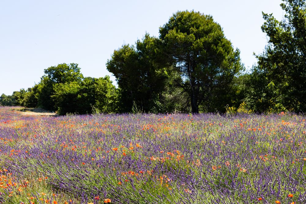 Mohn- und Lavendelfeld (Kalender 2019, Mai)