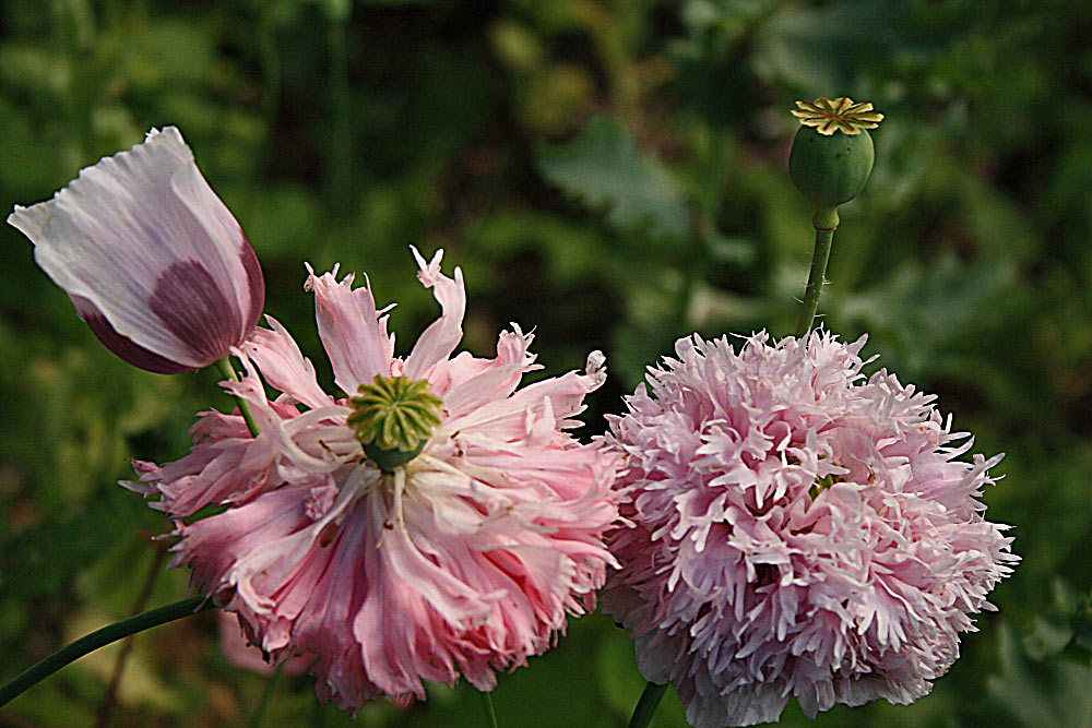 Mohn- und Lebensvarianten