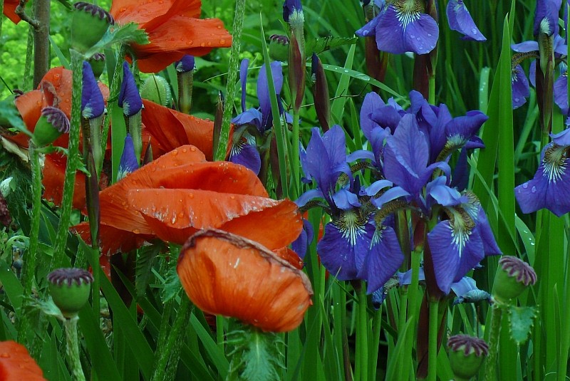 Mohn und Lilien