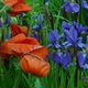 Mohn und Lilien