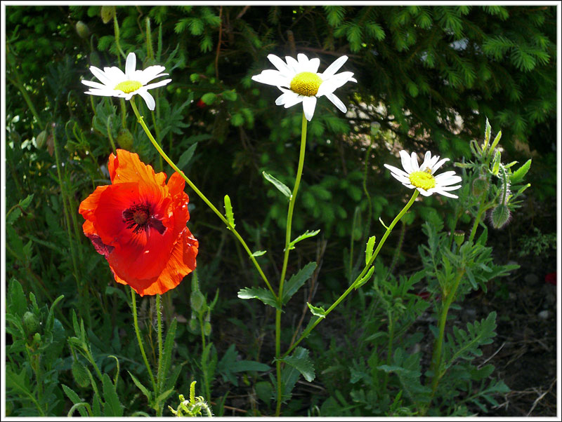 Mohn und Margarithen