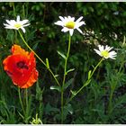 Mohn und Margarithen