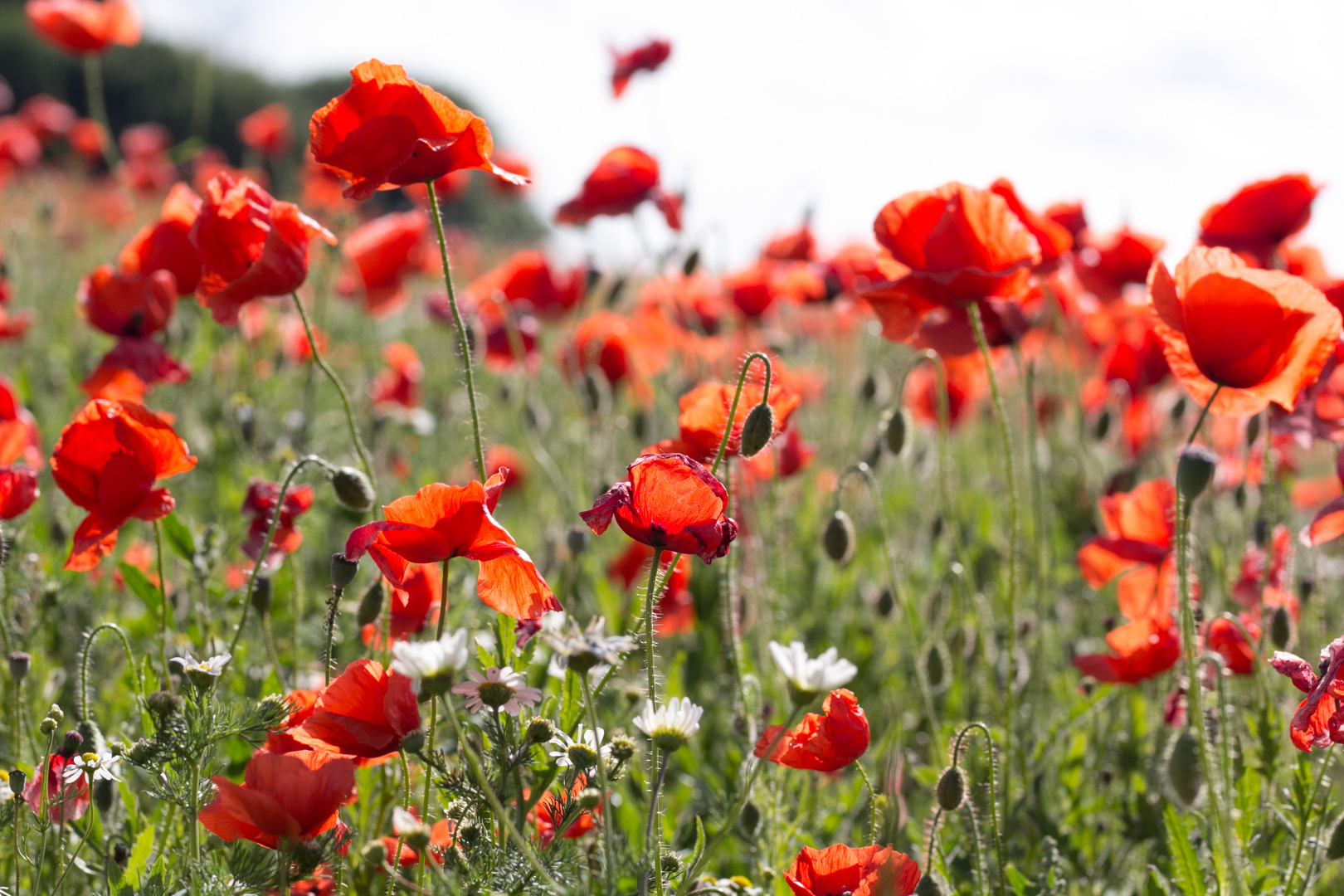 Mohn und Margerite