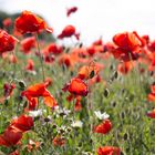 Mohn und Margerite