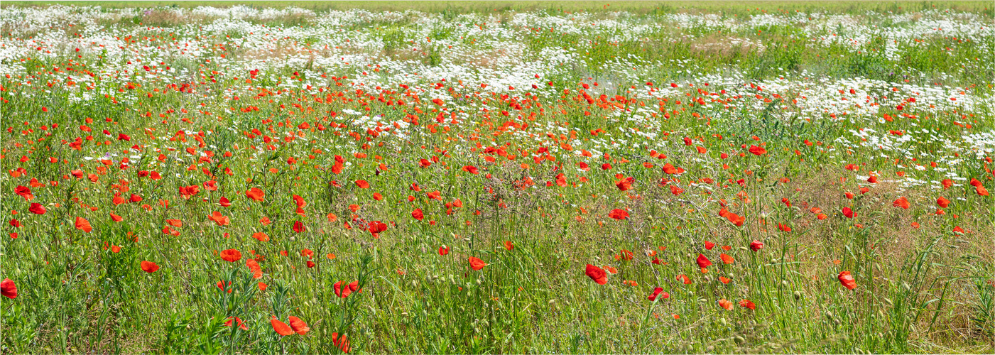 Mohn und Margeriten