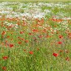 Mohn und Margeriten