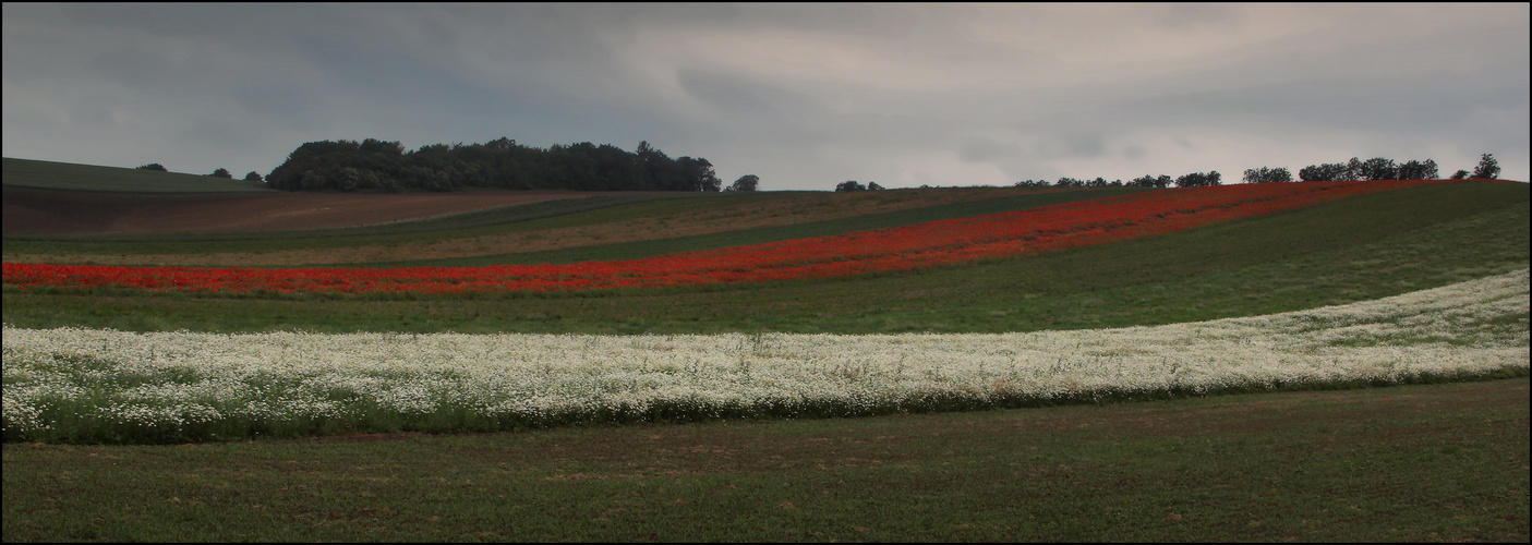 Mohn und Margeriten.