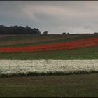 Mohn und Margeriten.