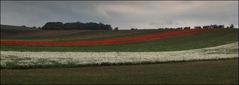 Mohn und Margeriten.