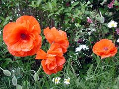 Mohn und Margeriten