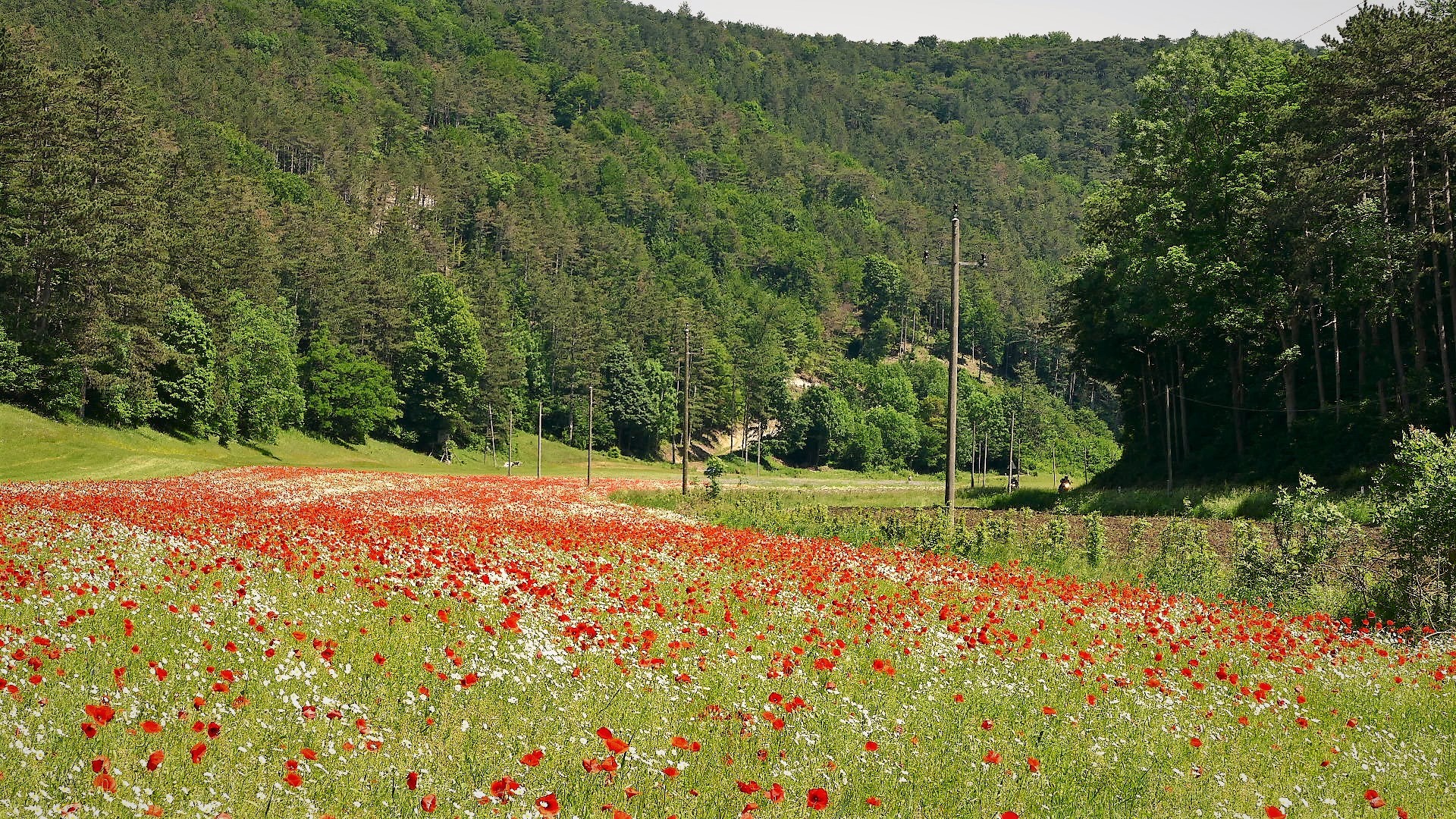 Mohn- und Margeritenwiese