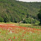 Mohn- und Margeritenwiese