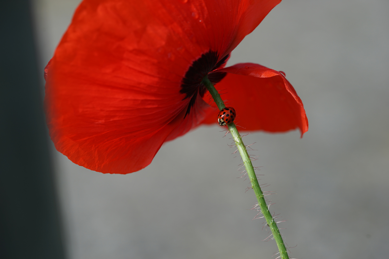 Mohn und Marienkäfer