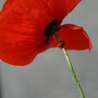 Mohn und Marienkäfer