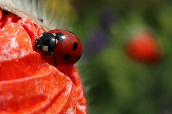 Mohn und Marienkäfer