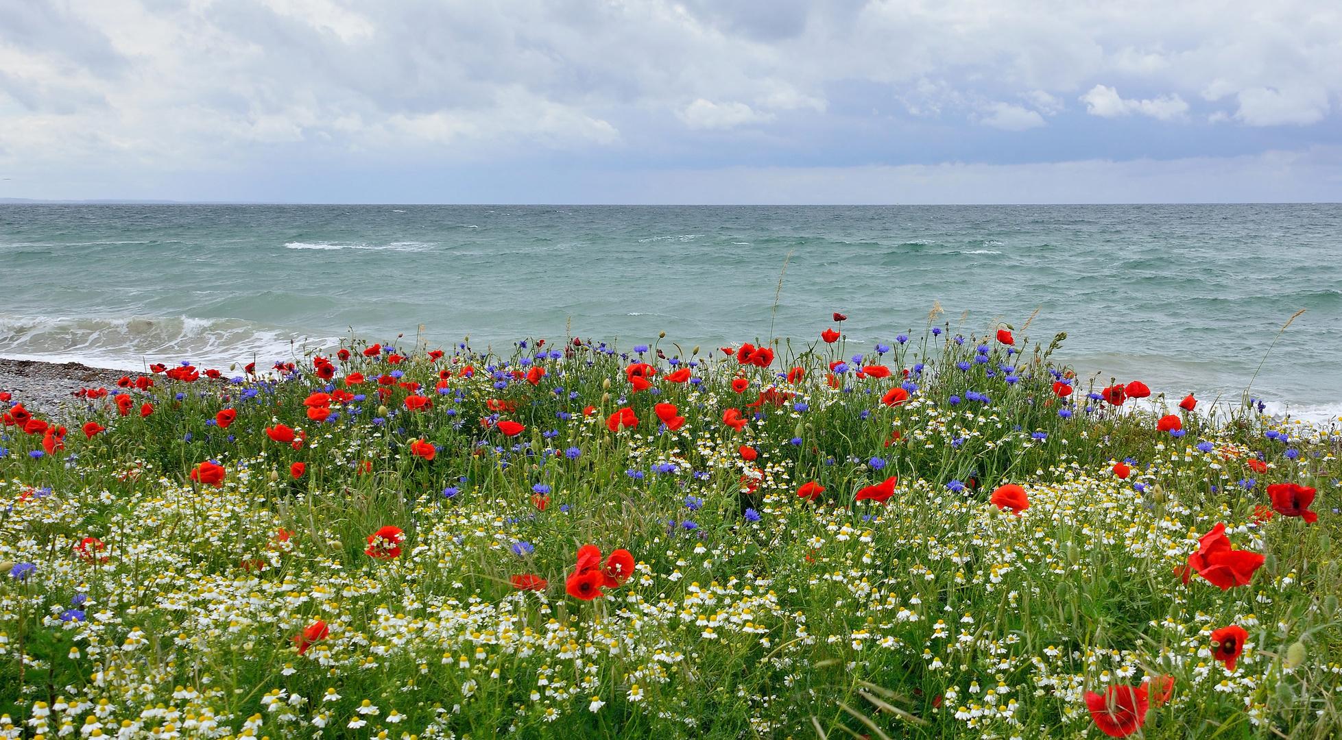 Mohn und Meer