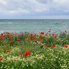 Mohn und Meer