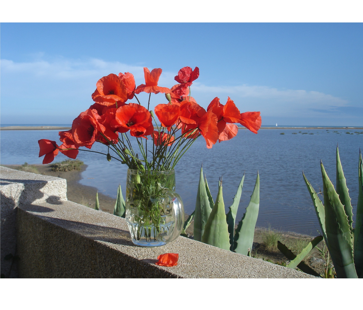 Mohn und Meer....