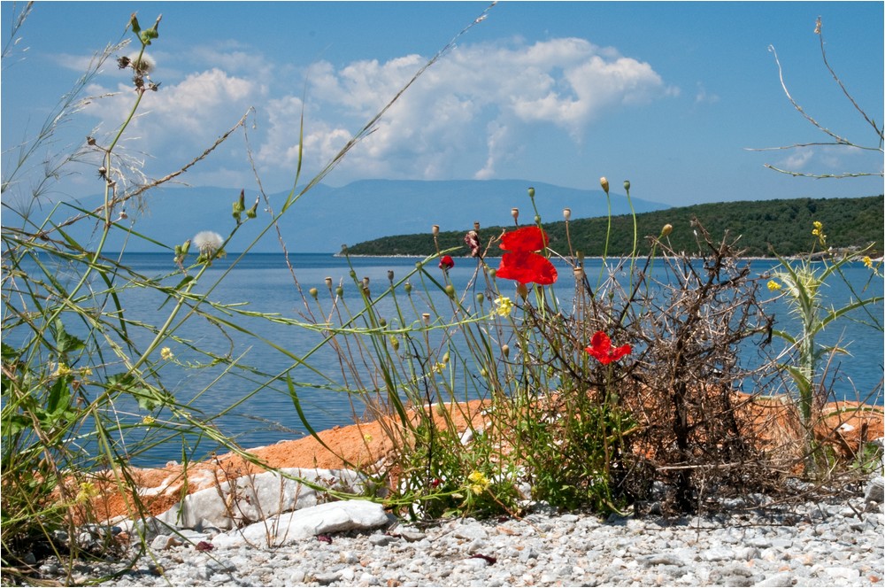 Mohn und Meer