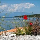 Mohn und Meer