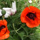 Mohn und mehr