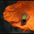 ... Mohn und mehr ...