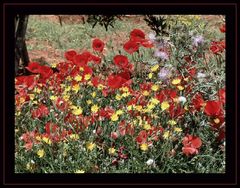 Mohn und mehr.....