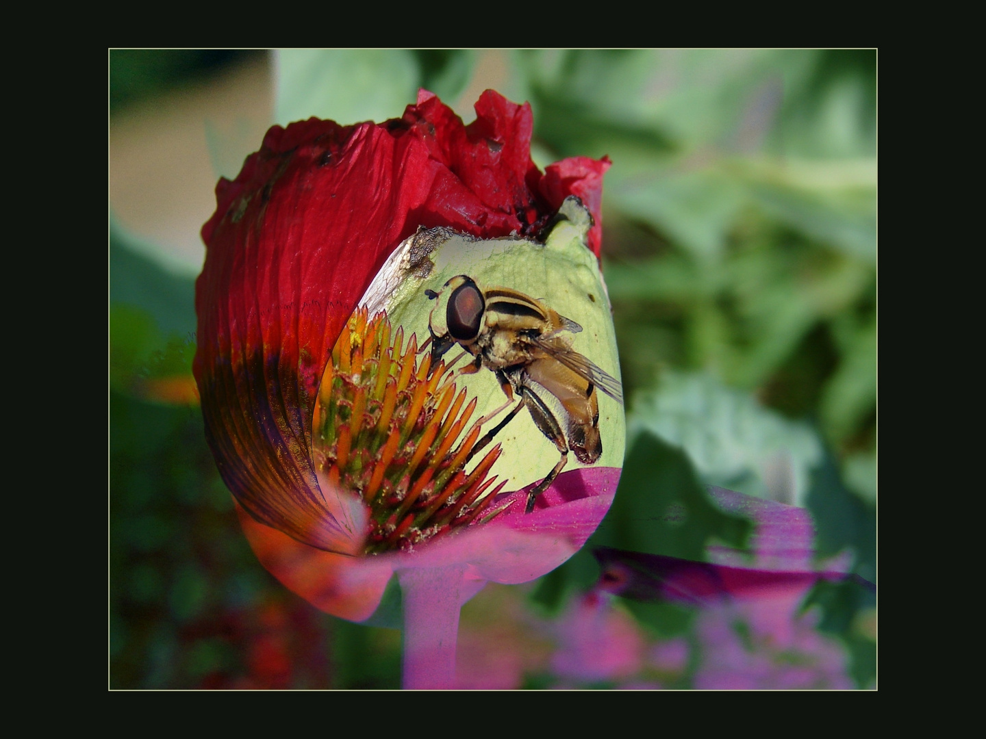 Mohn und mehr