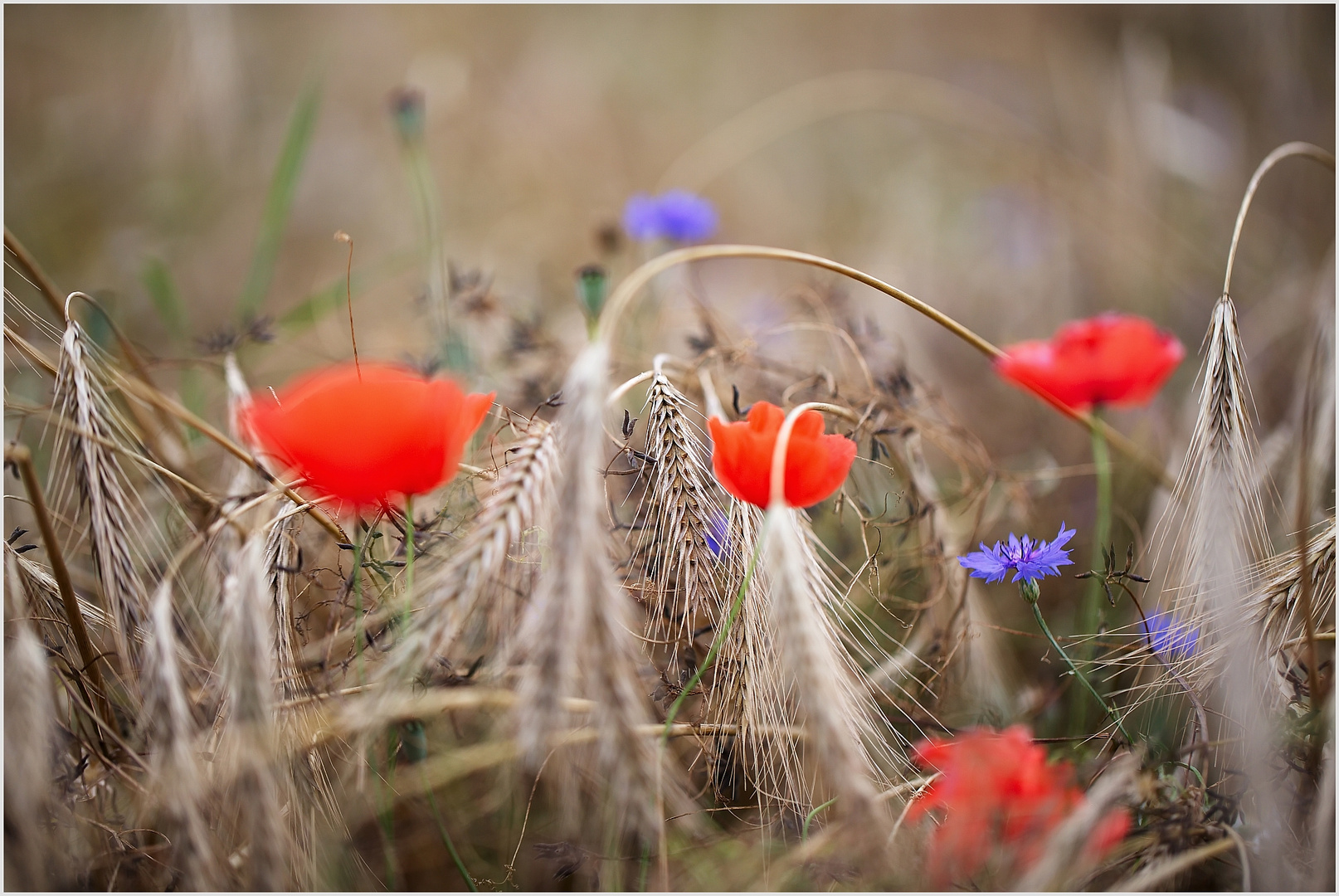 Mohn ... und mehr