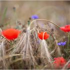 Mohn ... und mehr