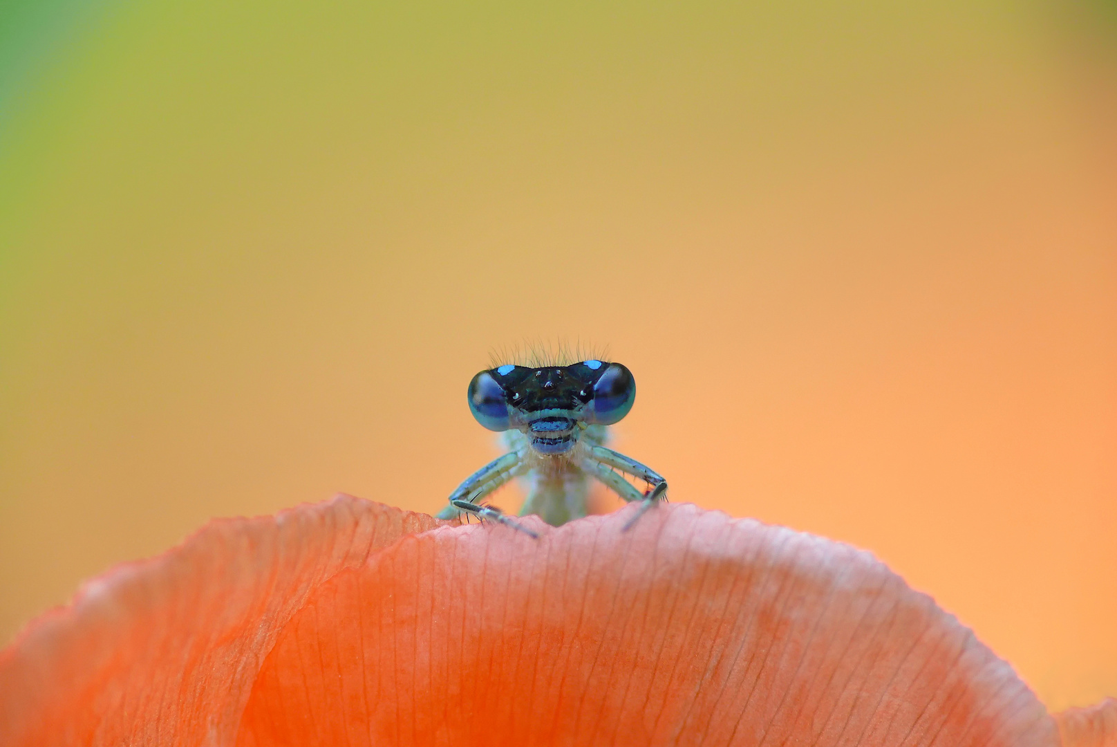 Mohn und mehr