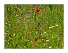 Mohn und mehr