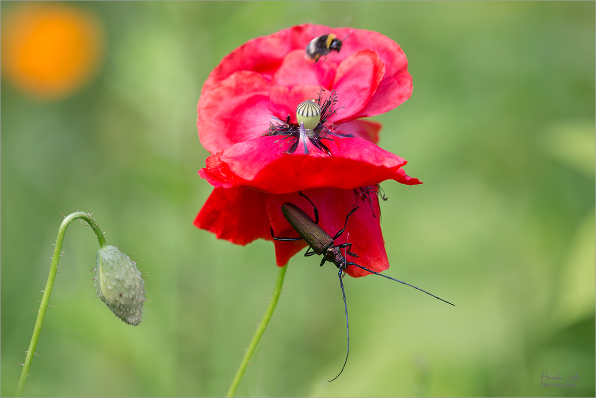 Mohn und mehr