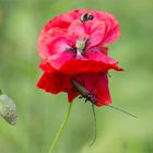 Mohn und mehr