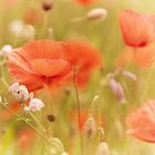 Mohn und mehr ...