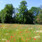 Mohn und mehr - Panorama