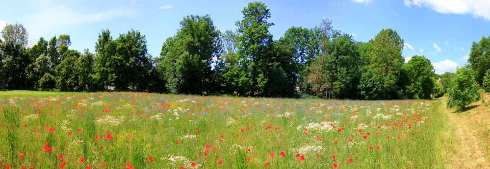 Mohn und mehr - Panorama